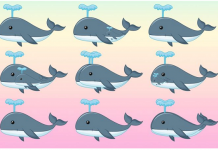 Desafio visual: Quantas baleias você consegue ver no total?