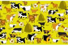 Um pobre pastor precisa de um gênio para ajudá-lo a identificar vacas semelhantes em seu prado; E SÓ VOCÊ pode ajudá-lo.