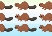 Apenas 1% conseguiu resolver este quebra-cabeça: Encontre todos os castores da foto!