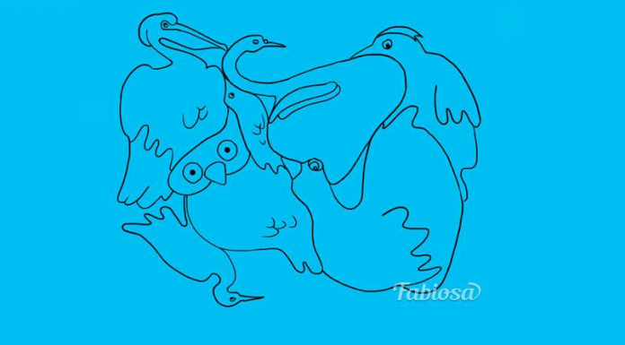 Diga-nos quantos pássaros estão representados na imagem e conheça um pouco mais sobre si