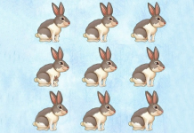 Teste para quem quer testar a atenção: é só contar as Lebres.