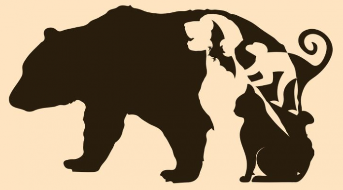 Tudo pronto para verificar sua capacidade de observação?Qual animal você viu primeiro?