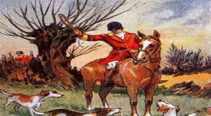 Desafio visual: Encontre a raposa que está escondida na imagem, você só tem 10s!