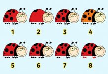 Encontre 2 objetos idênticos em 15 fotos e teste sua atenção.