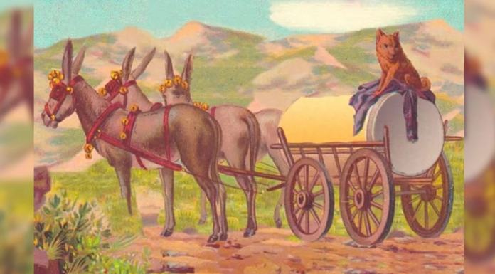 Quebra-cabeça visual: você consegue encontrar o rosto humano nesta imagem?