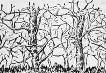 Teste divertido: o primeiro animal que você vê revela muito sobre sua personalidade