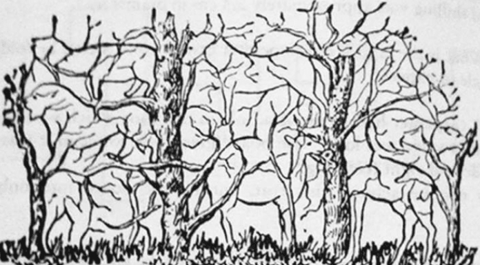 Teste divertido: o primeiro animal que você vê revela muito sobre sua personalidade