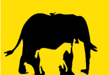 Sem trapacear, você acha que é capaz de quebrar as barreiras da percepção? Quantos animais enxerga?