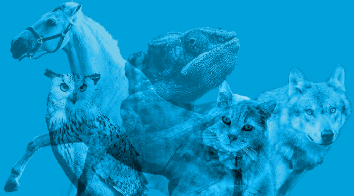 Faça o teste: Diga-me qual animal você vê primeiro e eu direi quem você é!