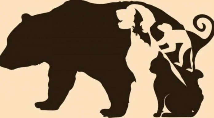 Conheça aspectos ocultos da sua personalidade: Diga qual animal viu primeiro!