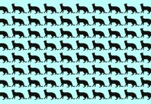 Consegue encontrar o emoji diferente na imagem em até 10 segundos? Então seu intelecto é superior