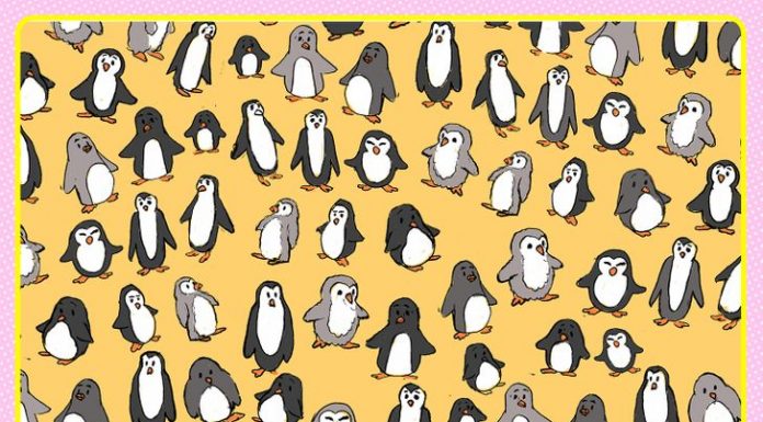 Descubra o quão observador você é, detectando as figuras escondidas nas 8 imagens. Encontre a raposa na imagem 1