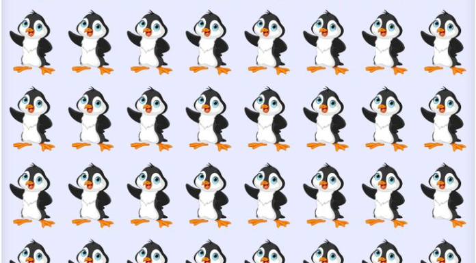 Abra os olhos, limpe a mente e encontre o pinguim “ímpar” no desafio viral