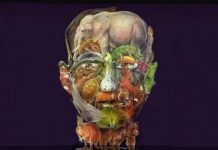 Você consegue adivinhar quantos animais estão na foto? Conheça um pouco mais sobre você a partir do que viu