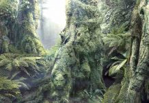 Teste visual: quantos animais você vê na imagem? Só quem tem QI alto consegue resolver sem dificuldade