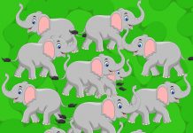 Desafie sua acuidade visual: Quantos elefantes você vê?