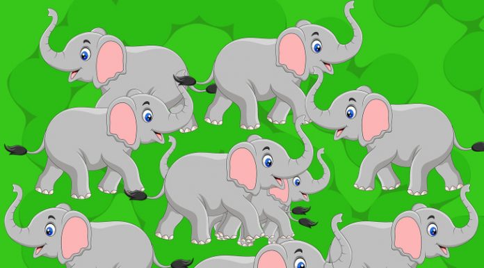 Desafie sua acuidade visual: Quantos elefantes você vê?