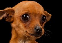 A ciência diz que os cães podem dizer se uma pessoa é ou não é confiável