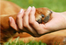A morte de um cachorro é tão dolorosa quanto a morte de um ente querido