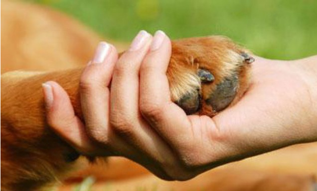 A morte de um cachorro é tão dolorosa quanto a morte de um ente querido