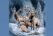 Desafio visual apenas para especialistas. Você consegue? Descubra quantos veados estão na imagem