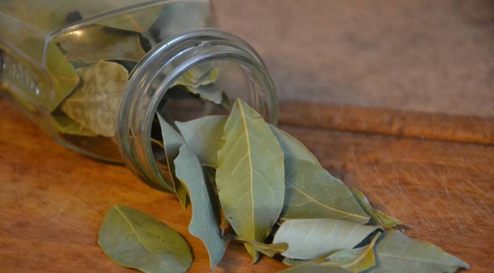 10 benefícios das folhas de louro que ajudam a afastar as doenças