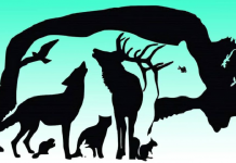 Quantos animais observa na imagem? Descubra mais sobre você a partir do resultado.