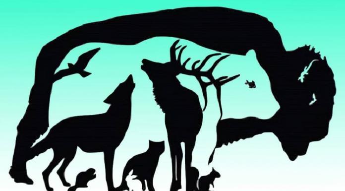 Quantos animais observa na imagem? Descubra mais sobre você a partir do resultado.