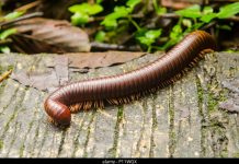 Você mata centopeias em casa? Não faça isso!