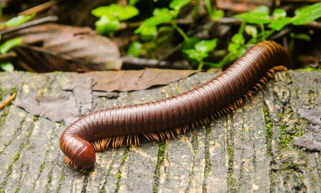 Você mata centopeias em casa? Não faça isso!