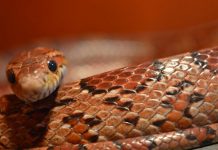 Afaste as cobras do seu jardim com um jeito fácil e simples