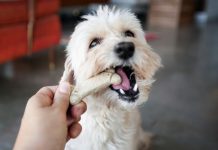 6 erros que você nunca deve cometer com seu cachorro – e provavelmente você faz todos os dias