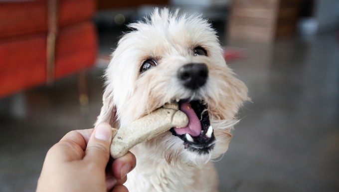 6 erros que você nunca deve cometer com seu cachorro – e provavelmente você faz todos os dias