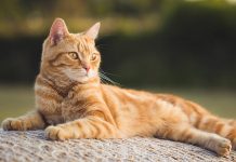 Ter um gato faz bem à saúde, isso é fato! Você sabia disso?