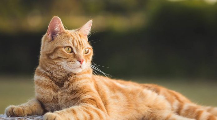 Ter um gato faz bem à saúde, isso é fato! Você sabia disso?