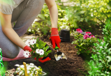 Terapia hortícola: as plantas ajudando no combate à depressão