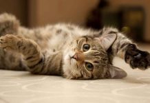 Sua saúde agradece! Veja 6 benefícios de ter um gato dentro de casa