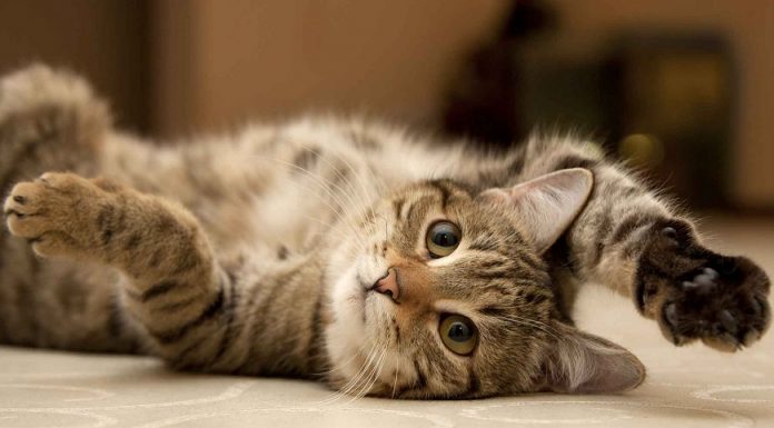 Sua saúde agradece! Veja 6 benefícios de ter um gato dentro de casa