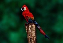 Não, esta não é uma arara na foto: você pode dizer o que realmente é?