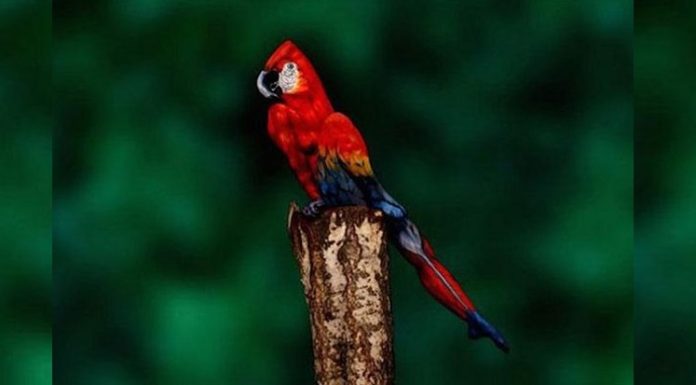 Não, esta não é uma arara na foto: você pode dizer o que realmente é?