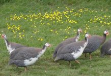Um pequeno bando de galinha-d’angola comem milhares de carrapatos por dia