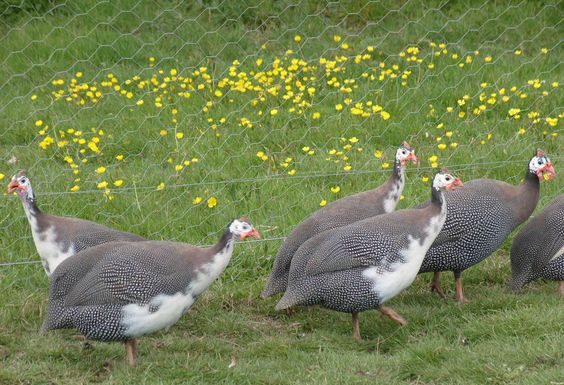 Um pequeno bando de galinha-d’angola comem milhares de carrapatos por dia