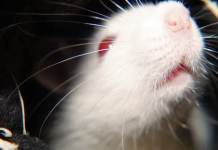 Pesquisadores conseguem reverter os sintomas de autismo em ratos