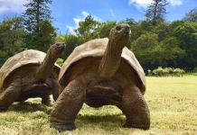Nascido em 1832, Jonathan, uma tartaruga de 190 anos, é o mais antigo animal terrestre vivo