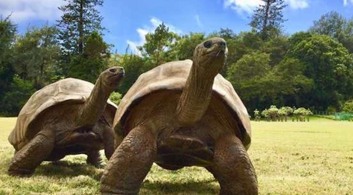 Nascido em 1832, Jonathan, uma tartaruga de 190 anos, é o mais antigo animal terrestre vivo