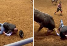 Amor: O pai cobriu o filho com o corpo para protegê-lo do ataque de um touro