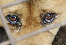 Cão foi amarrado com uma câmera de bicicleta e descartado em uma bolsa. Polícia busca os culpados