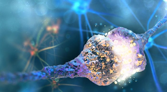 Grande descoberta: Identificados neurônios que restauram o movimento em pessoas com paralisia