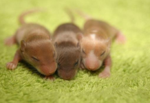 Cientistas criaram ratos saudáveis a partir de dois machos