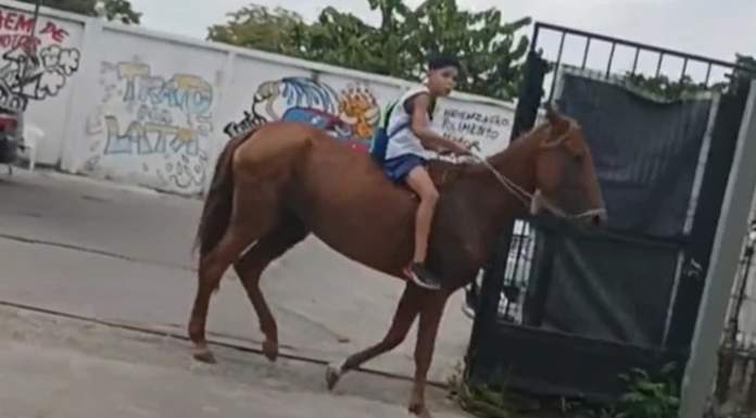 Pneu furado? Não tem problema! Garoto surpreende ao ir à escola a cavalo